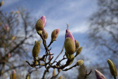 Close-up of flowering plant against sky