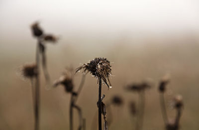 Many withered thistles in fog, the front has water drops on them