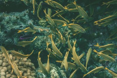 Close-up of fish swimming in sea