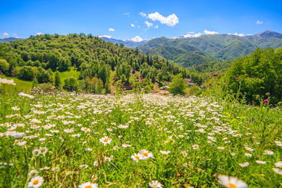 Scenic view of field and trees against sky