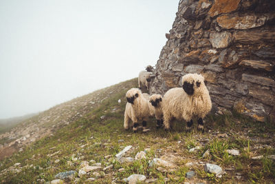 Group of long wool sheep in alpine environment
