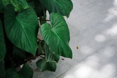 High angle view of leaves on footpath