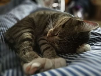 Close-up of tabby sleeping on bed at home