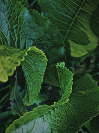 High angle view of leaves on plant