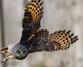 Close-up of a bird flying