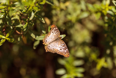 High angle view of butterfly on plant