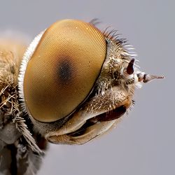 Macro shot of fly against gray background