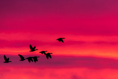 Low angle view of silhouette birds flying against sky