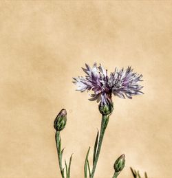 Close-up of flowering plant against wall