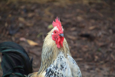 Close-up of rooster on field