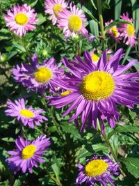 Close-up of purple flower