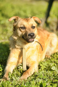 Portrait of dog on field