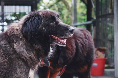 Close-up of dog looking away