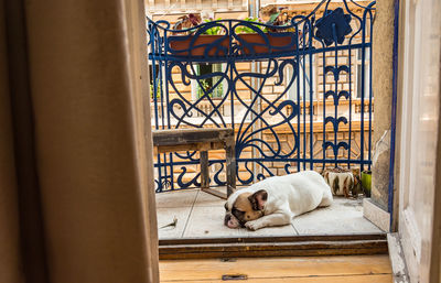 French bulldog sitting in on balcony