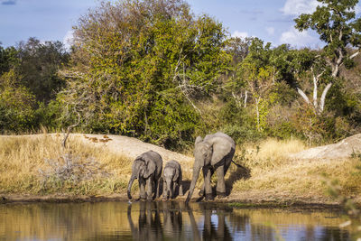 Elephants by lake