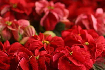 Close-up of red flowering plants