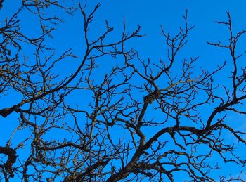 Low angle view of bare trees against blue sky