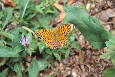 Close-up of butterfly pollinating on flower