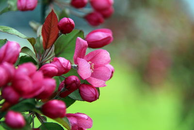 Close-up of pink flowering plant