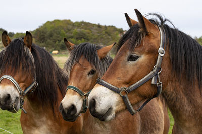 Portraits of three horses on a field in southern sweden.