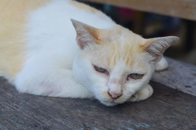 Close-up of a cat sleeping