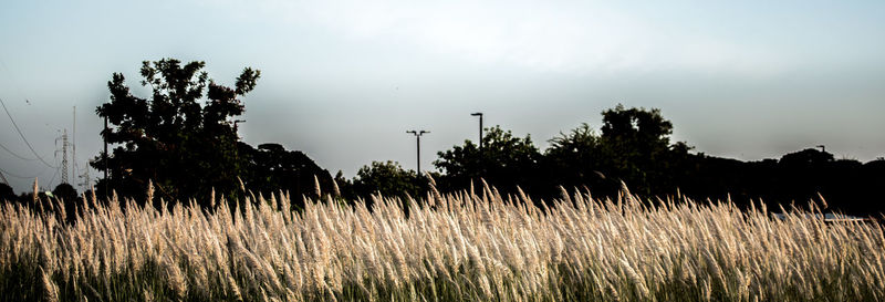 Silhouette trees on field against sky