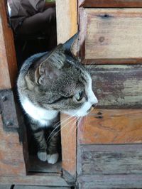 Close-up of cat sitting on wood