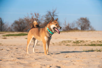 View of dog on field