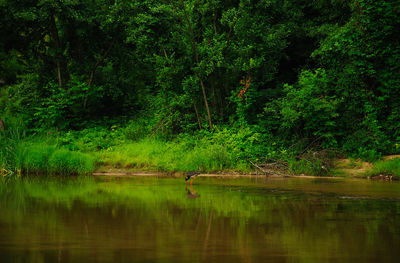 Scenic view of lake by trees in forest