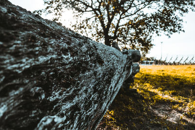 Close-up of tree trunk on rocks