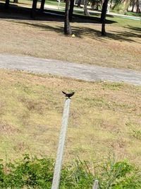 Bird perching on grass