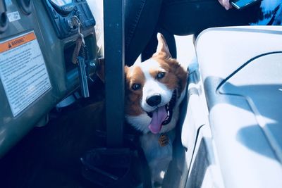 Close-up of dog in car