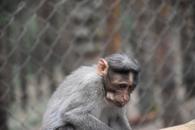 Close-up of monkey in cage at zoo