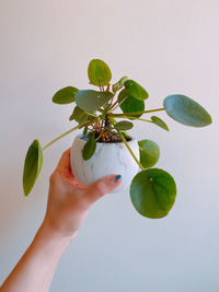 Close-up of hand holding plant leaves