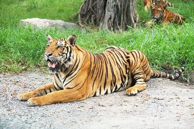 Tiger lying in zoo