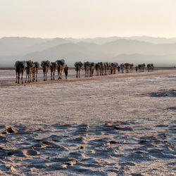Group of horses on landscape