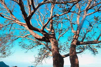 Low angle view of tree against sky