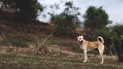 Portrait of dog standing on field