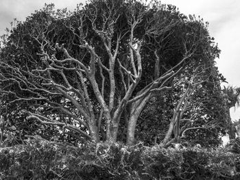 Low angle view of tree against sky