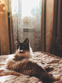 Cat relaxing on bed at home