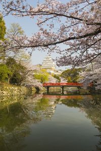 Cherry tree by lake against building