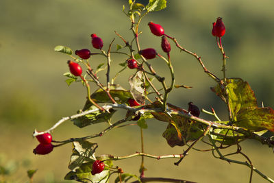 Close-up of red berries growing on tree