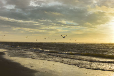 Birds flying over beach against sky