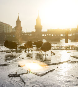 Coots at riverbank during sunny day