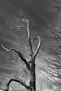 Low angle view of bare tree against sky