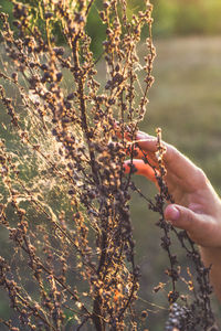 Close up hand touching dry wildflowers with spider web concept photo