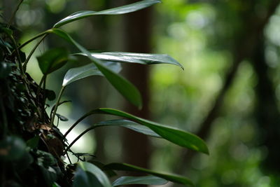 Close-up of water drops on plant