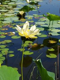 Lotus water lily in pond