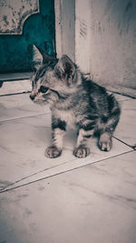 Cat lying on floor