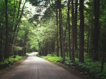 Road amidst trees in forest